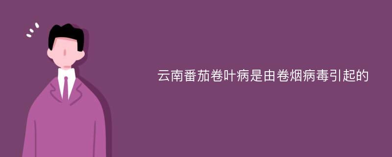 云南番茄卷叶病是由卷烟病毒引起的